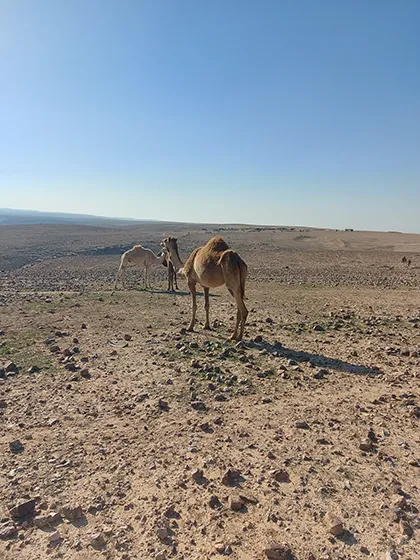 טרק חוצה מדבר יהודה