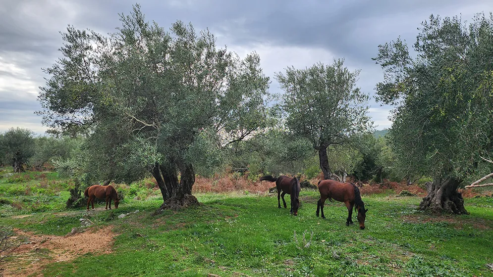 טרק באלבניה מחוף לחוף