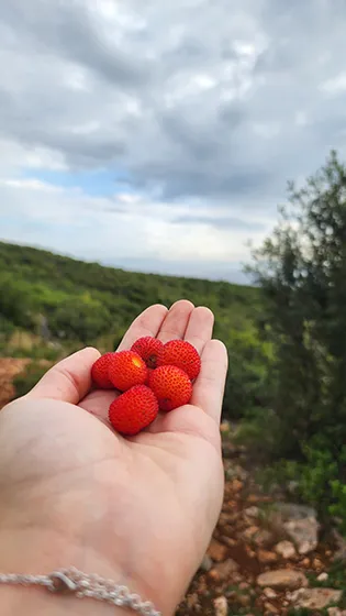 טרק באלבניה מחוף לחוף